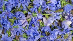 Cykoria podróżnik - wygląd, właściwości i zastosowanie