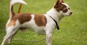 Wielka psia przygoda nad Maltą. Dogtrekking Wuchta Łap już w sobotę