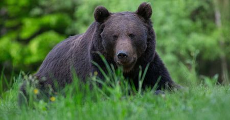 Niedźwiedź zaatakował dwie osoby. Dramat na Słowacji