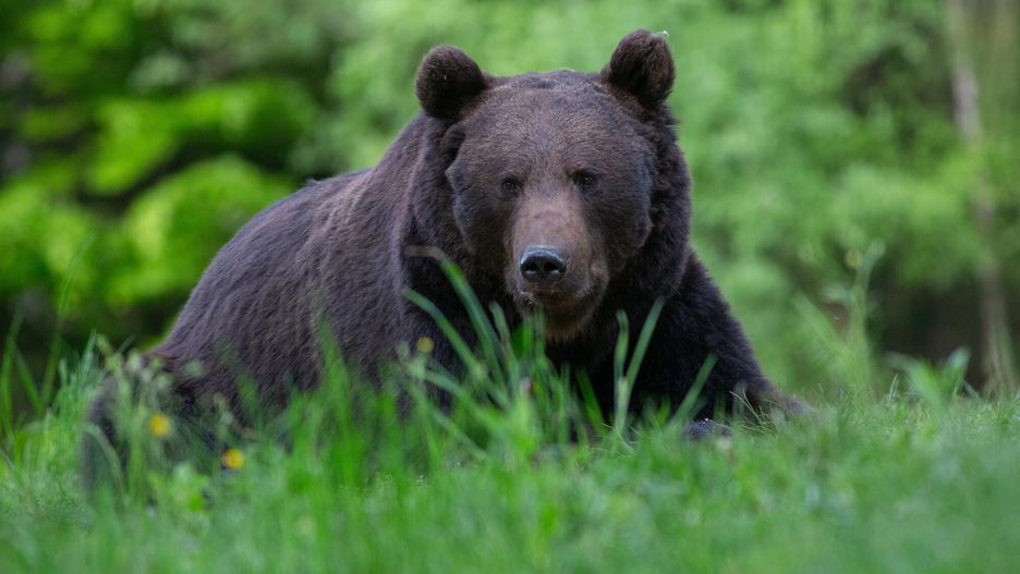 reporter_baza_2023-05
24.05.2023 Karpaty. Niedzwiedz brunatny (Ursus arctos). Mateusz Kotowicz/REPORTER
Mateusz Kotowicz/REPORTER