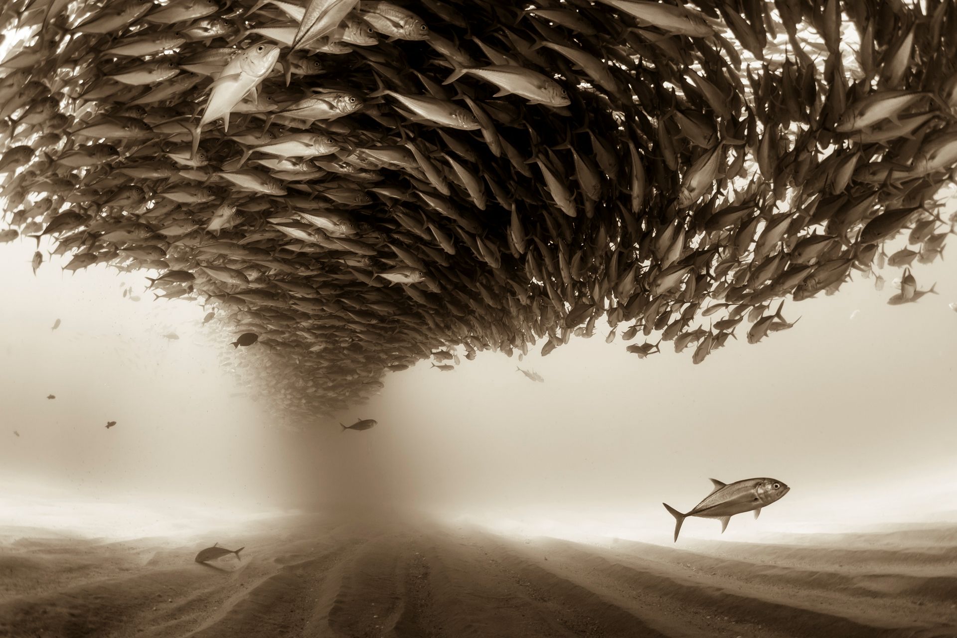 Sony World Photography Awards 2017 - poznajcie zwycięzców największego konkursu fotograficznego świata 41