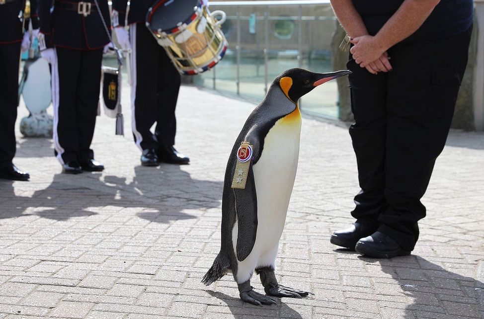 To jedyny na świecie pingwin-generał. "Służy" w norweskiej gwardii