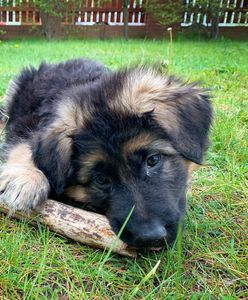 Wrocław. Bezpłatne znakowanie psów i kotów. Trwa do grudnia