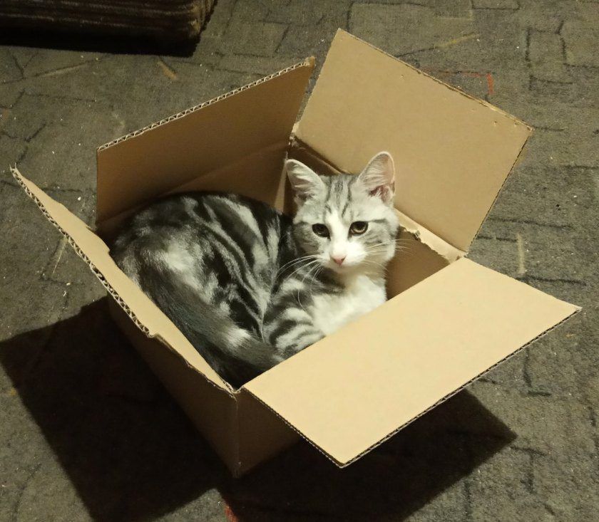Kartonik w kocim domu jest obowiązkowy!