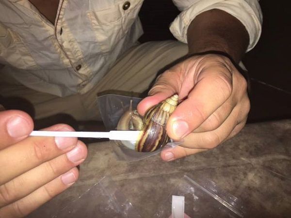 Wyprawa elbląskiej firmy PSH do Kambodży. Będą szukać nowych smaków dań ze ślimaków