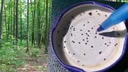 Przeprowadził eksperyment. Po 30 minutach miał już 20 kleszczy