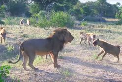 Głodne hieny kontra lew. Niezwykły moment uchwycony na safari