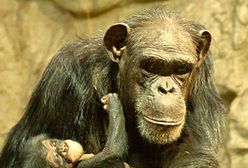 Pierwszy szympans urodzony w warszawskim zoo otrzymał imię Tytus