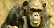 Pierwszy szympans urodzony w warszawskim zoo otrzymał imię Tytus
