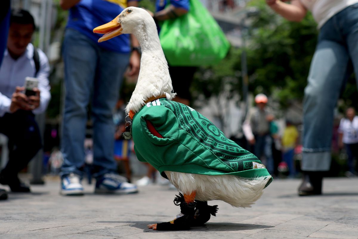 Kaczka Merlin podbija mundial. Z ulic Meksyku trafiła do roli maskotki