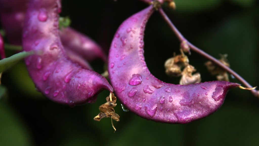 Surowa wspięga pospolita