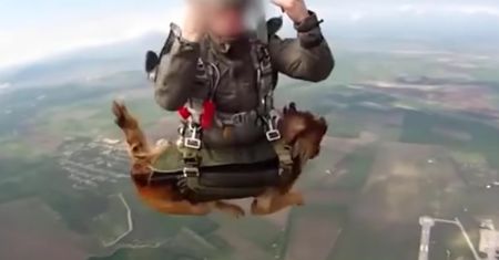 Skoki spadochronowe psów. Rosyjska armia testuje nowy sprzęt