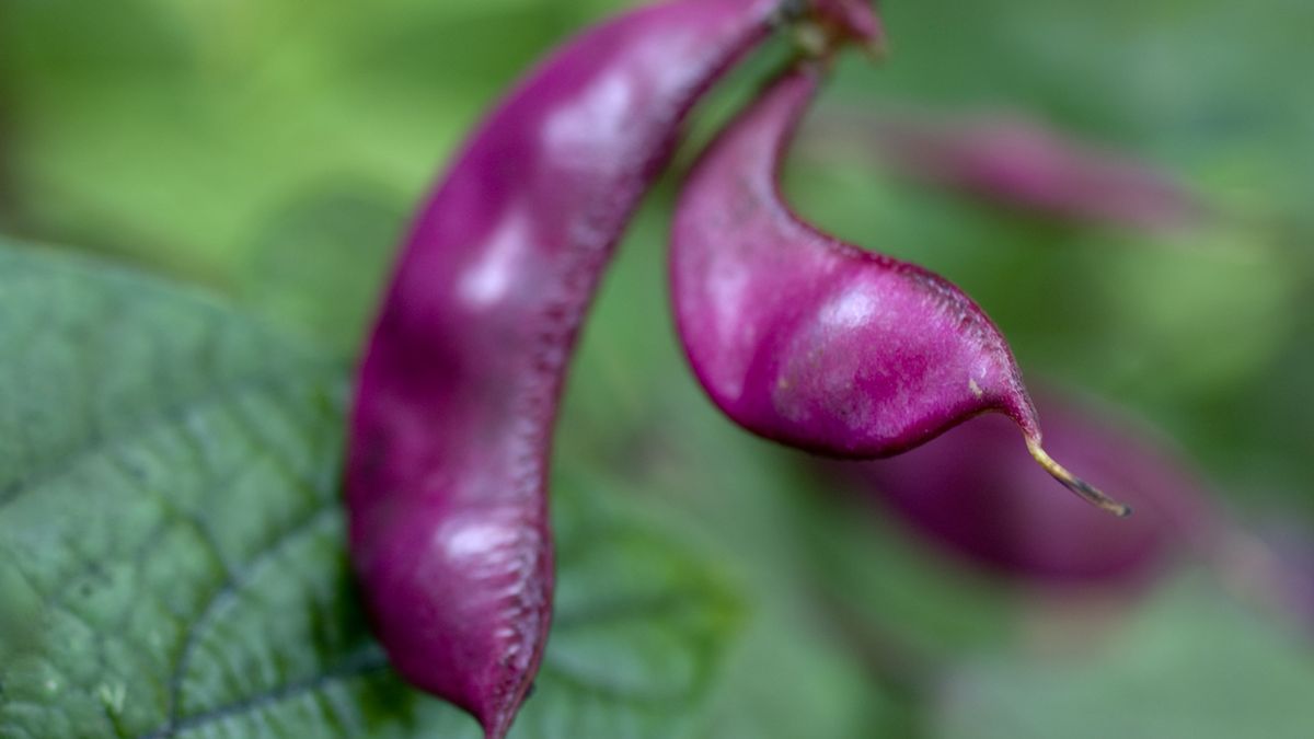 Wspięga pospolita gotowana bez dodatku soli