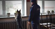 Zamość: Szkolenie policyjnych psów służbowych z garnizonu lubelskiego
