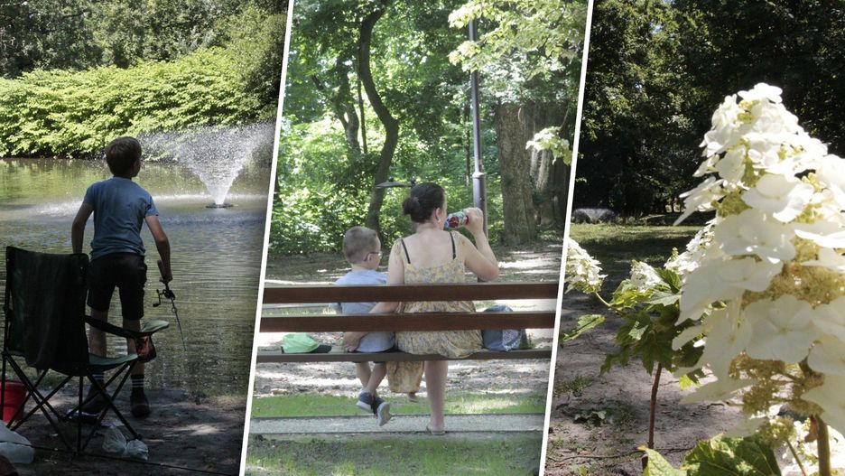 Prace nad rewitalizacją parku Szafera były prowadzone pod czujnym okiem specjalistów z różnych dziedzin