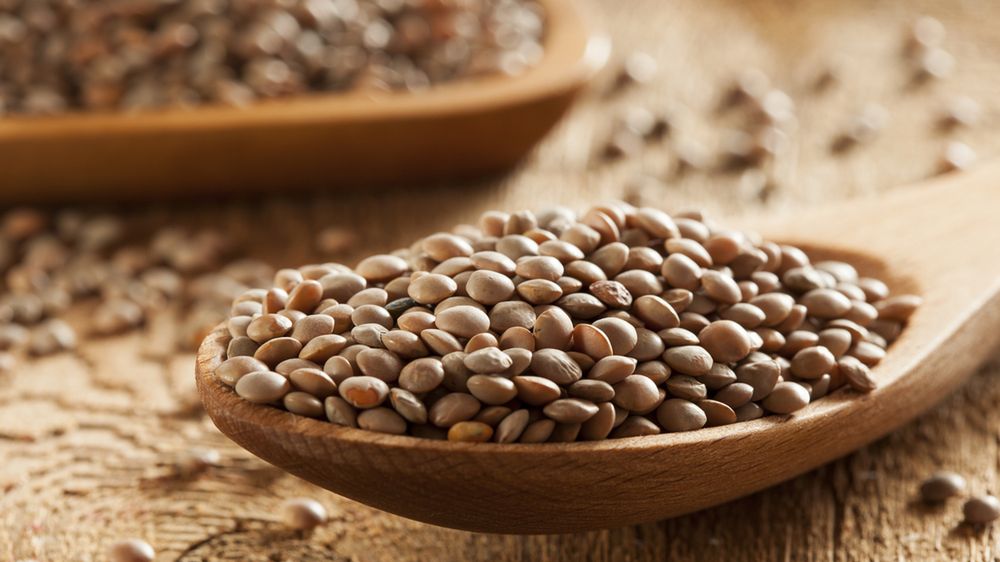 Soczewica zawiera bardzo dużo składników odżywczych i może zastąpić mięso w diecie.