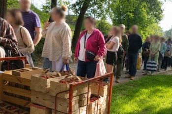 Kolejki od samego rana. Truskawki "prosto z pola". Cena może zdziwić