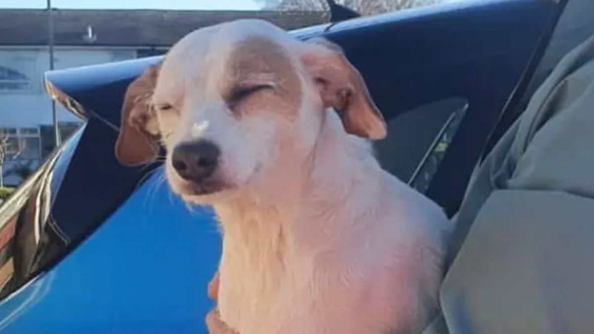 Pies został uratowany