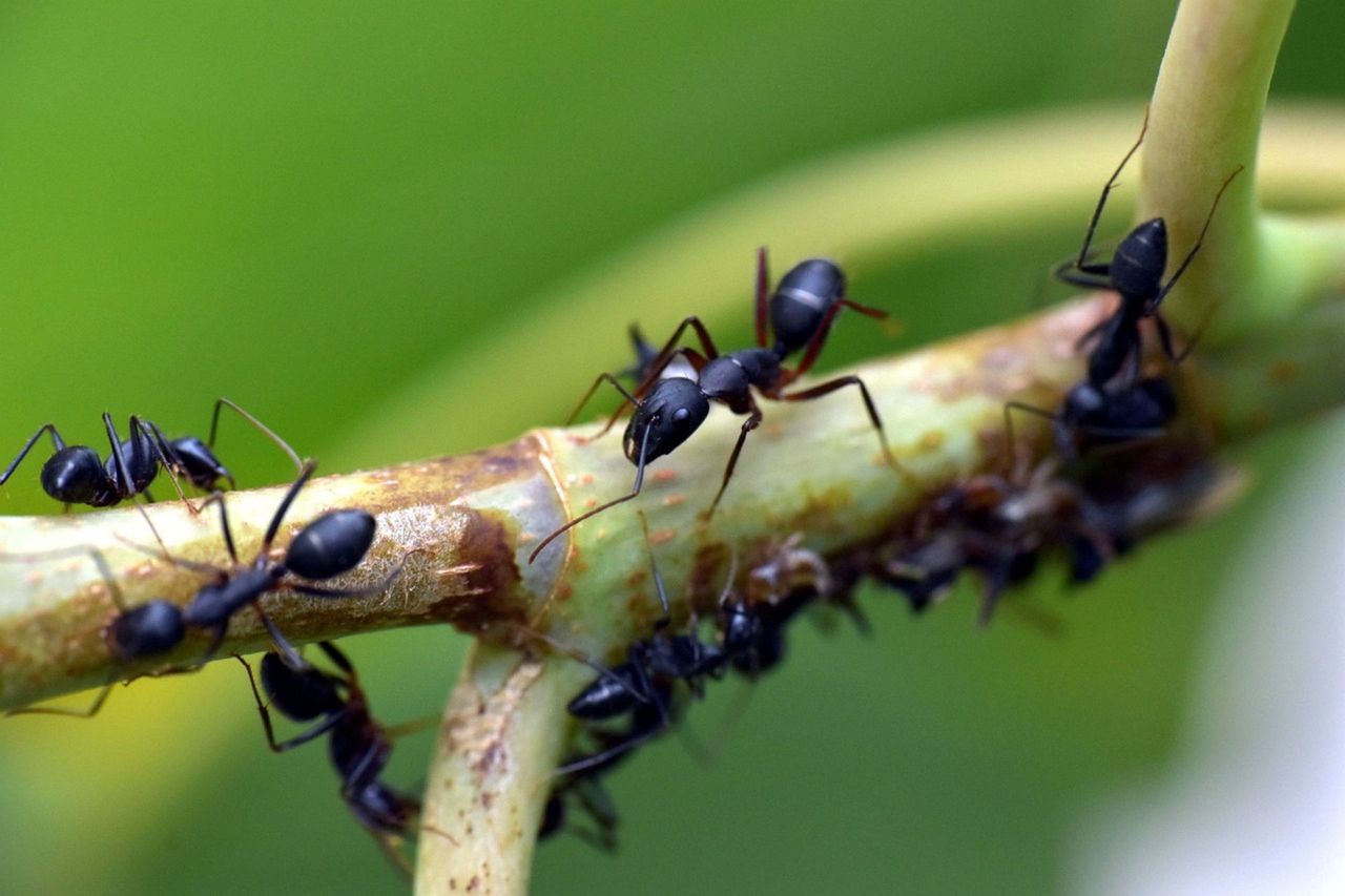 Invasive African ants terrorize French town of Orvault