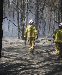 Pożary lasów kosztują krocie. Oszacowano tegoroczne straty