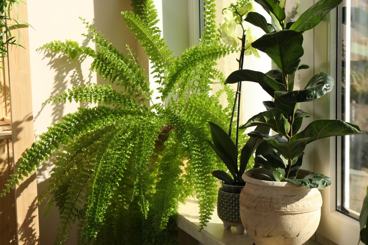 The fern will be lush like never before. Make fertilizer from breakfast leftovers.
