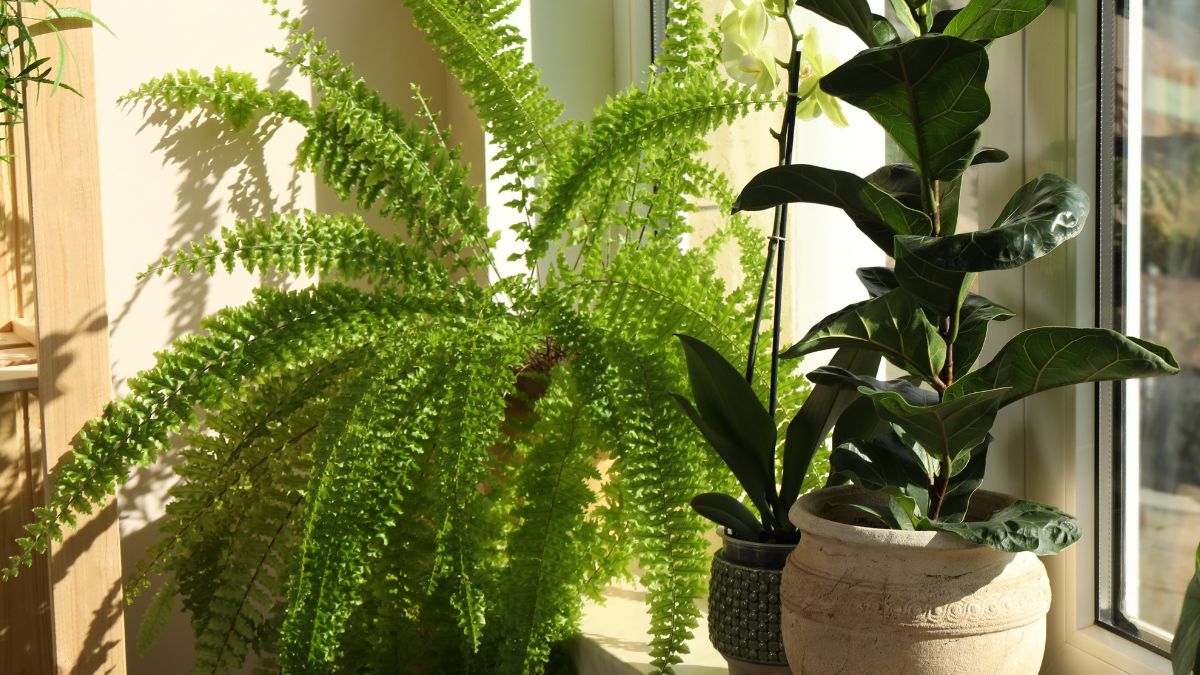 paproć będzie bujna jak nigdy. Zrób nawóz z resztek ze śniadania 