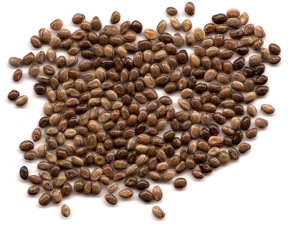 Ziarna łubinu gotowane bez dodatku soli