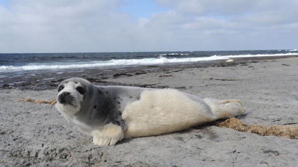 Setki tysięcy fok ginie rocznie w Kanadzie