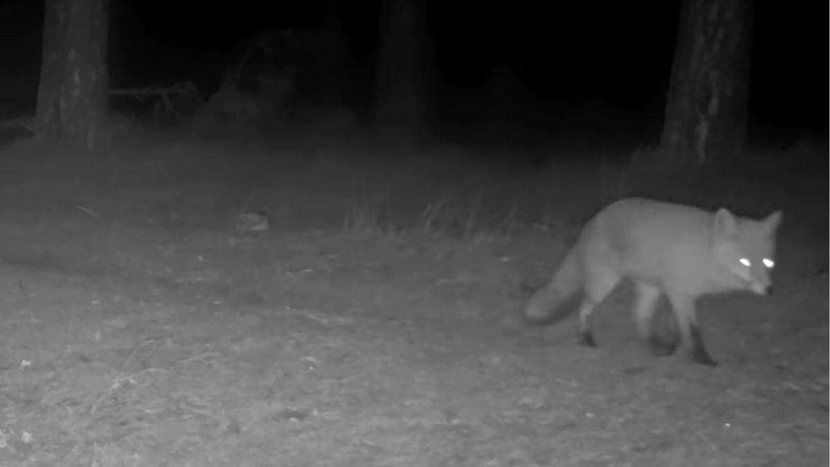 Lisy wydają nietypowe dźwięki w okresie godowym. Uchwyciła je kamera leśników