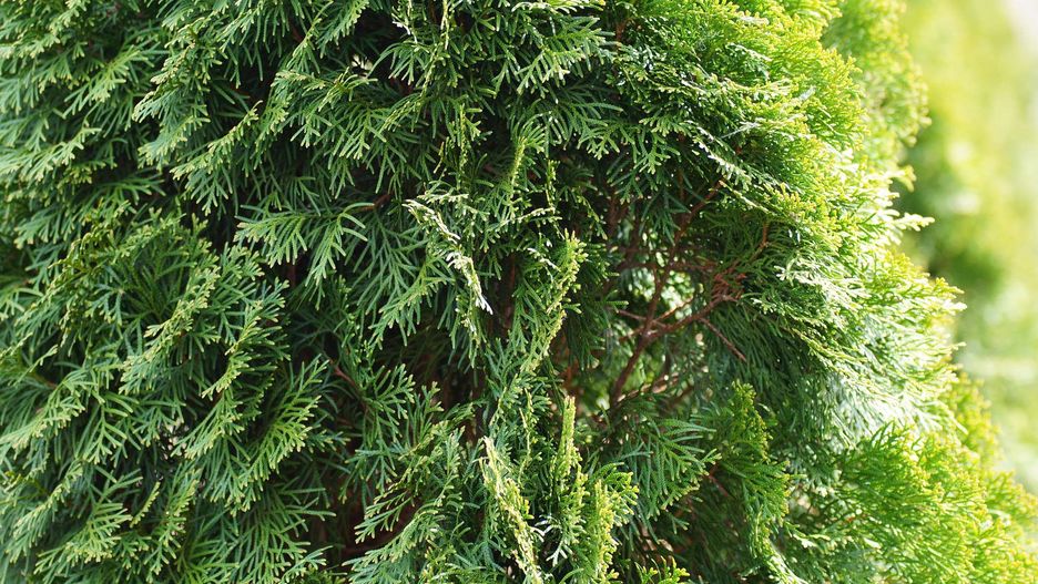 Tuje w ogrodzie czasem chorują