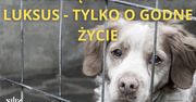 Dramat zwierząt w gminie Dąbie. Właściciele staną przed sądem