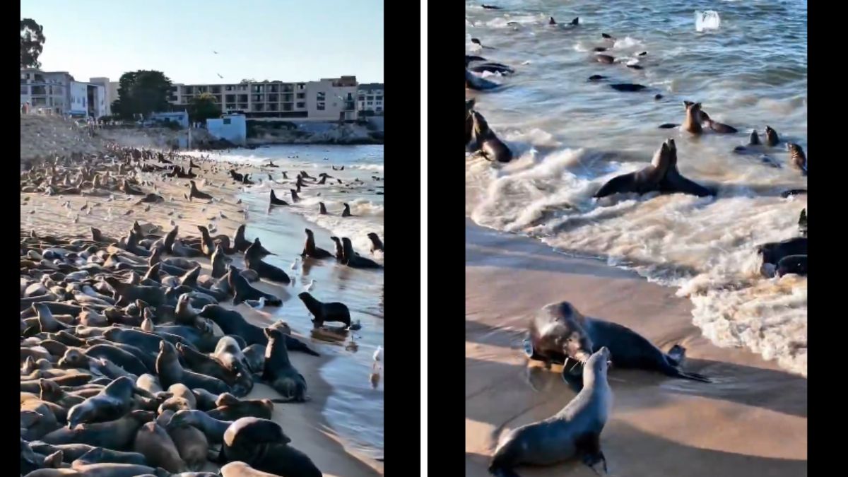  Królowe plaży. Uszanki opanowały Monterey
