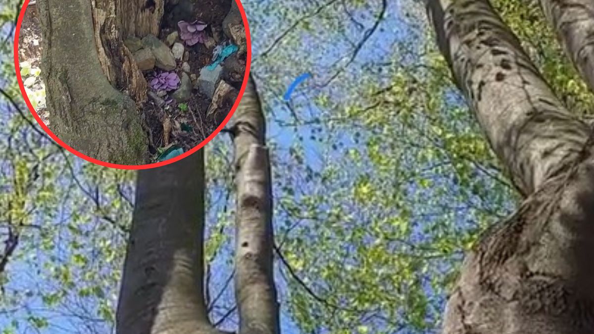 Leśnicy pokazali smutne wideo. 