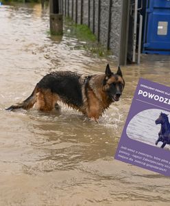 Tak można uratować przed powodzią zwierzęta. Wzruszająca akcja