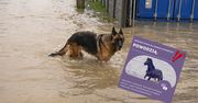 Tak można uratować przed powodzią zwierzęta. Wzruszająca akcja