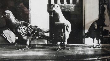 Gołębie latały z aparatami. Za ich zdjęcia dużo płacono