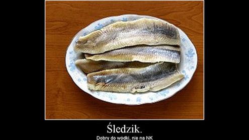 Śledzik, Śledzik, pokaż rogi. 12 miesięcy serwisu mikroblogowego Naszej Klasy 1