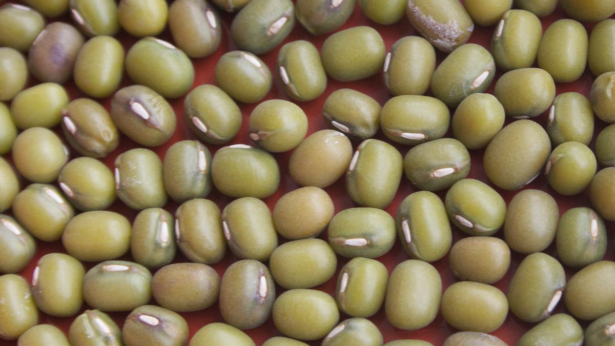 Surowa fasola Mung