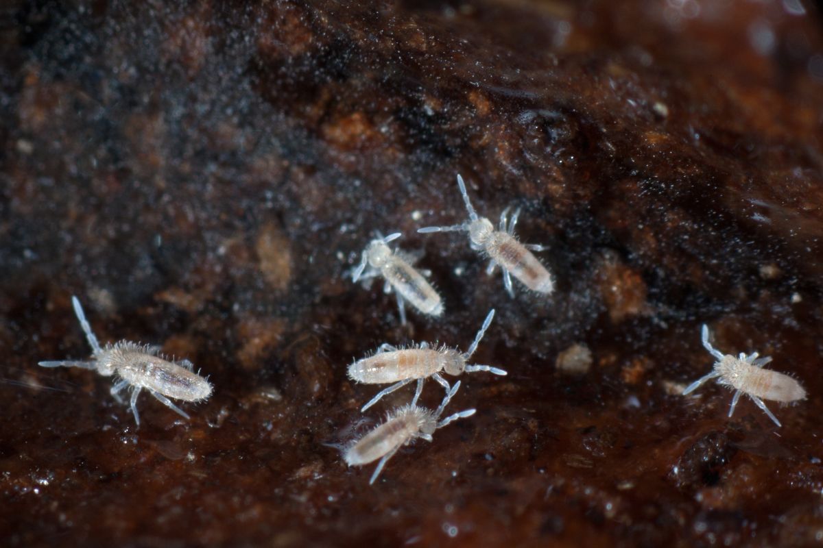 Skoczogonki to niepozorne insekty