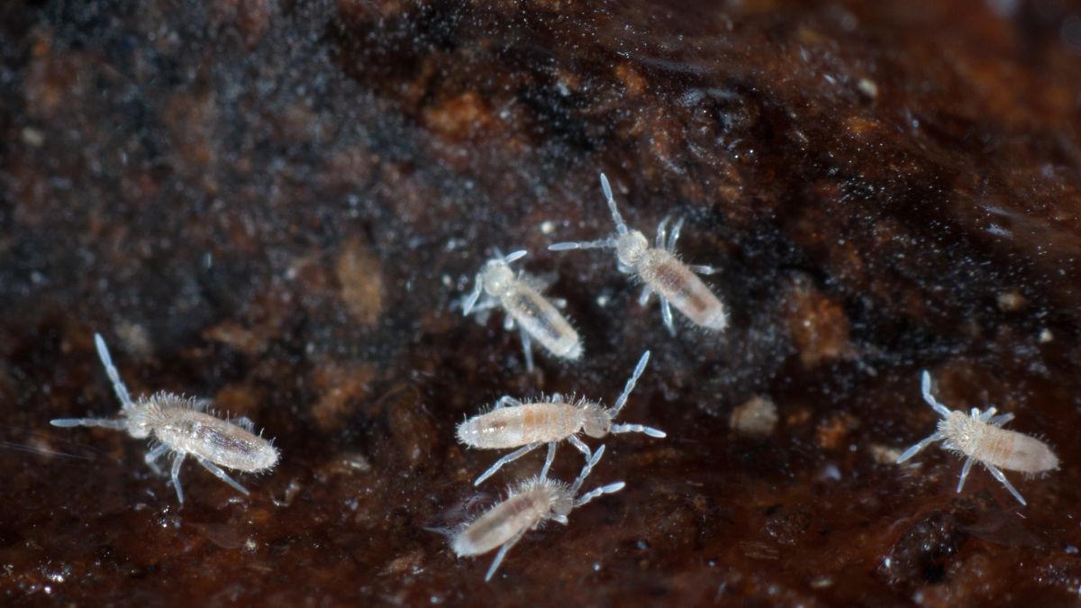 Skoczogonki to niepozorne insekty