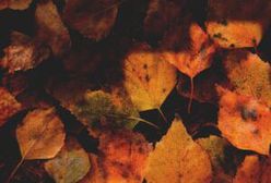 Elka. Wspomnienia o Elżbiecie Czyżewskiej