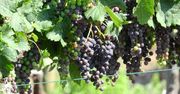 Upały a uprawa winogron. "Polska będzie winnym eldorado"