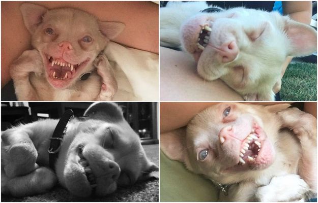 Oto Tucker - psia gwiazda Instagrama, który wyglądem przypomina nietoperza