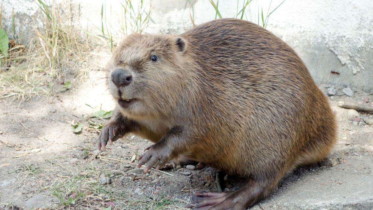 Zgłoszono 716 przypadków zniszczeń 