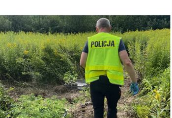 Dębno: Policja weszła na nieużytki – odkryli plantację konopi wartą fortunę