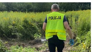 Dębno: Policja weszła na nieużytki – odkryli plantację konopi wartą fortunę