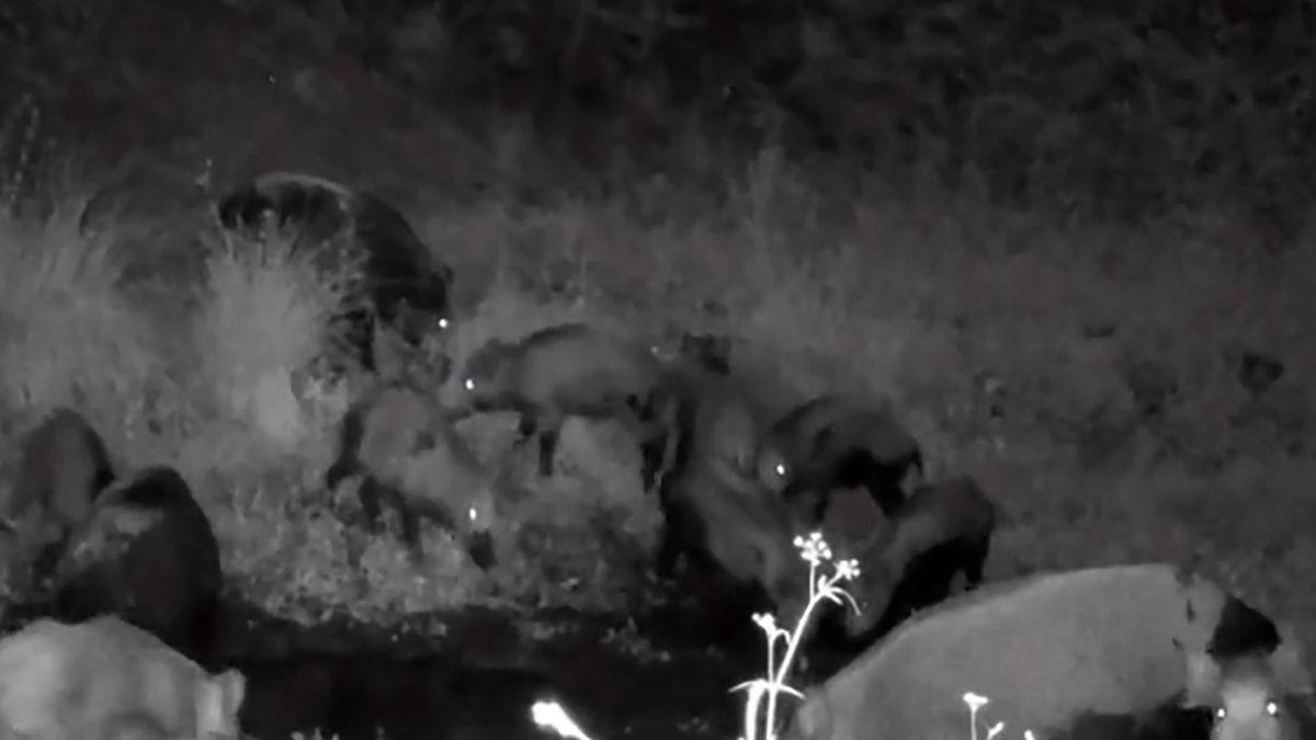 Dziki urządziły sobie kąpiel w leśnej sadzawce