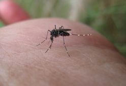 Meksykański sposób na komary. Odstraszy nawet najbardziej zacięte owady