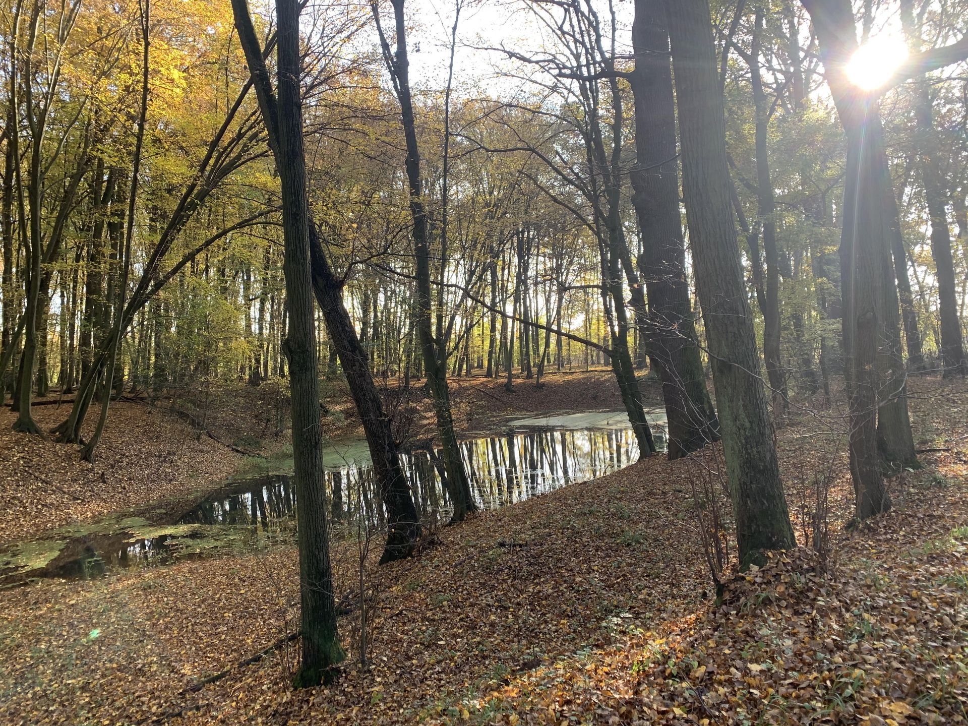 pogoda jesień las 