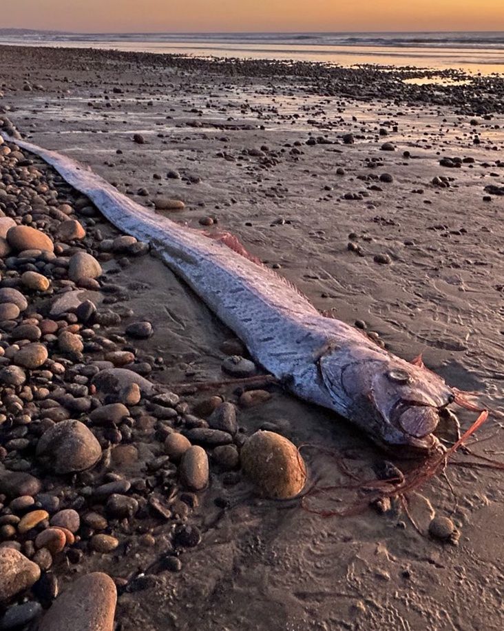 Legendarny wąż morski wyrzucony na brzeg oceanu. Zwiastuje katastrofy